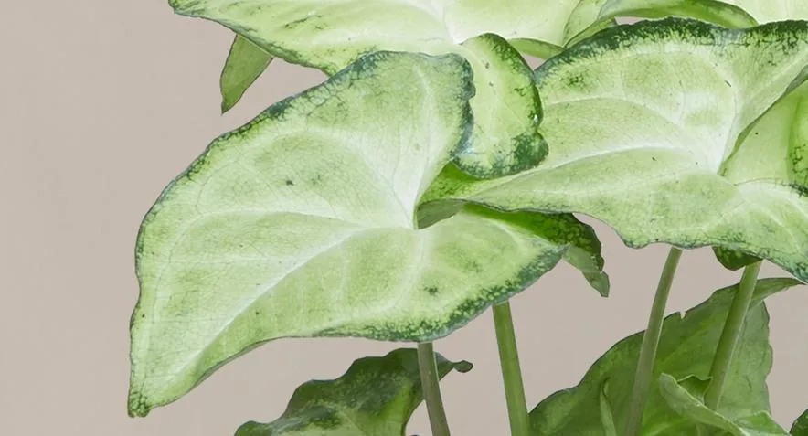 Syngonium Black Velvet Care: How to Grow and Care for this Beautiful Plant image 4