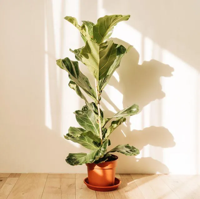 Indoor Plants Expert: The Best Large Plants for Your Home photo 2