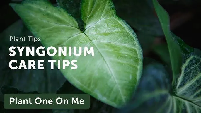 Guide to Syngonium Varieties: names, pictures and care tips for common syngonium plants image 2