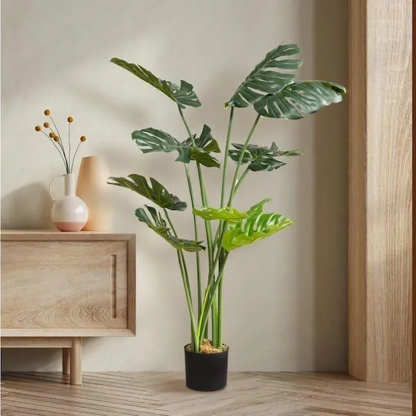 Top Leafy Decorative Plants for Your Home