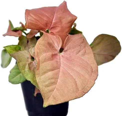 The Differences Between Syngonium and Philodendron Houseplants: A Care Guide photo 2