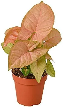 The Differences Between Syngonium and Philodendron Houseplants: A Care Guide photo 4