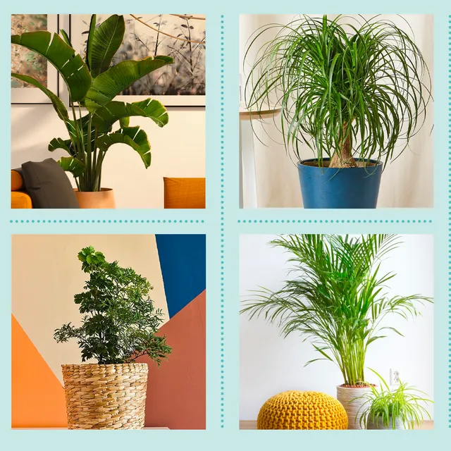 Top Tall Variegated Indoor Houseplants for Any Home image 2