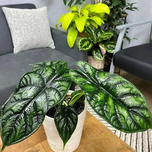 Top Tall Variegated Indoor Houseplants for Any Home image 3
