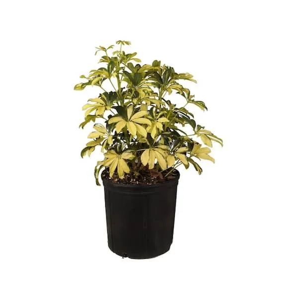 Top Tall Variegated Indoor Houseplants for Any Home image 4