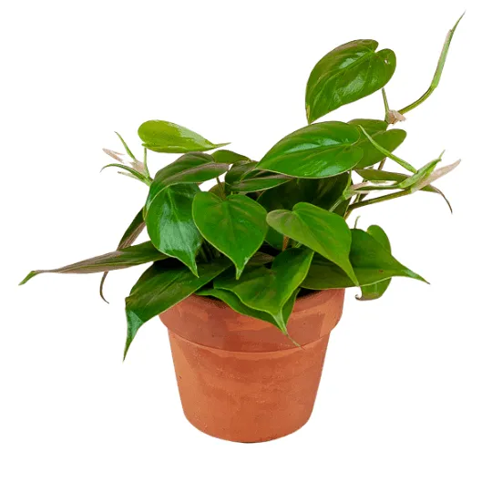 Shop Beautiful Indoor Hanging Plants For Sale Online – Green Thumb Nursery photo 4