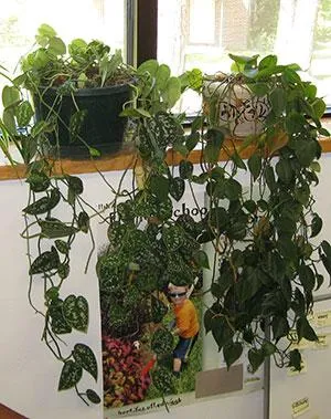 Best Long Vining Houseplants: Care for Trailing Indoor Plants image 2