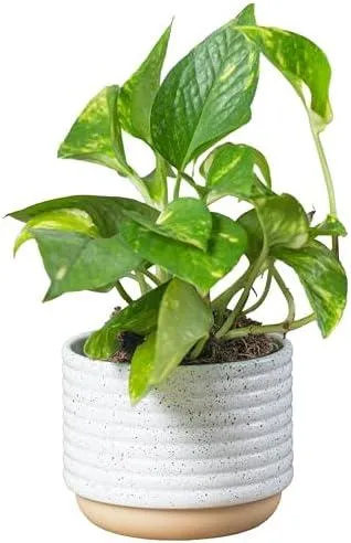 Best Long Vining Houseplants: Care for Trailing Indoor Plants image 3