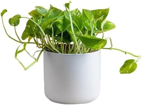 Best Long Vining Houseplants: Care for Trailing Indoor Plants image 4