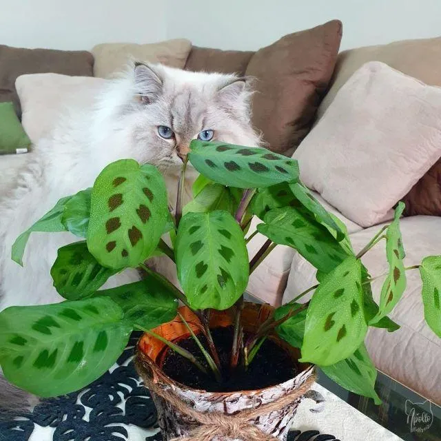 Care for Maranta Houseplants: Tips for Keeping Your Cats Safe Around Maranta Plants photo 2