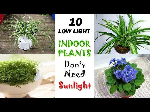 10 Houseplants That Thrive With Minimal Sunlight – Low Light Plants for Your Home photo 3