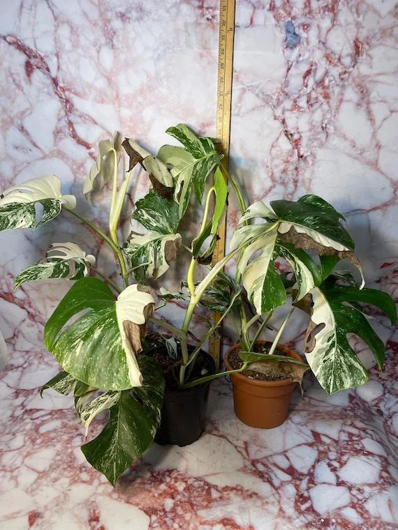 Rare Monstera Albo for Sale in Florida – Find Variegated Monsteras Locally image 2