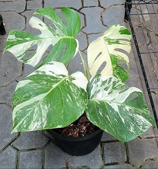 Rare Monstera Albo for Sale in Florida – Find Variegated Monsteras Locally image 3