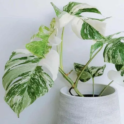 Rare Monstera Albo for Sale in Florida – Find Variegated Monsteras Locally image 4