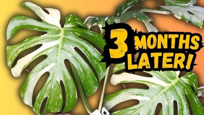 Monstera Borsigiana Green Plant Care Guide: How to Grow and Care for Monstera Borsigiana photo 3