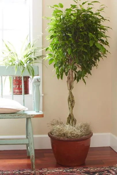 Top Tips for Growing Indoor Houseplants and Tree Plants photo 2