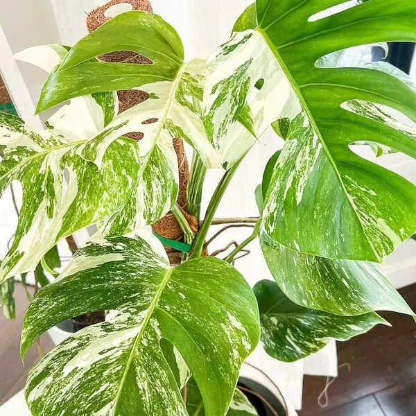 Monstera Borsigiana Variegata Care Guide: How to Grow and Care for the Rare Variegated Monstera Plant photo 4