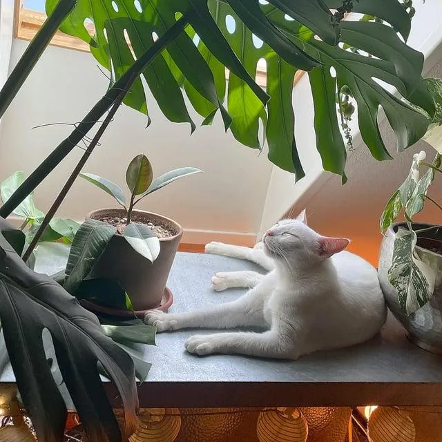 Is Your Monstera Plant Cat Friendly? What to Know About Cats and Monstera Plants image 4