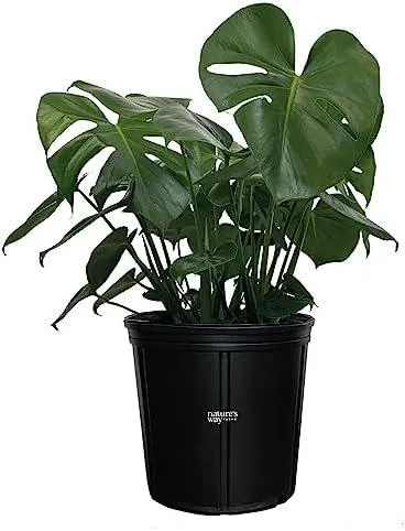 How to Care for Your Pet Monstera Deliciosa in 6 Easy Steps photo 4