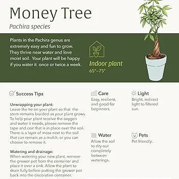 How to Choose and Care for Houseplants Trees That Can Grow Indoors image 2