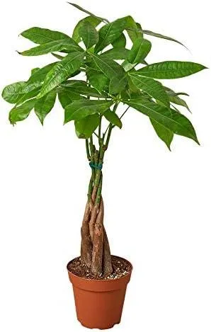 Indoor Houseplants and Trees: Care Guide for Growing Trees Inside Your Home image 3