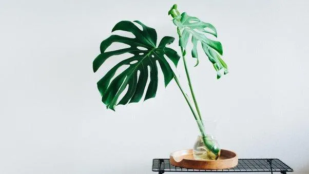 Is the Monstera Deliciosa Plant Safe for Cats? What You Need to Know About Letting Kitties Near Your Monsteras photo 2