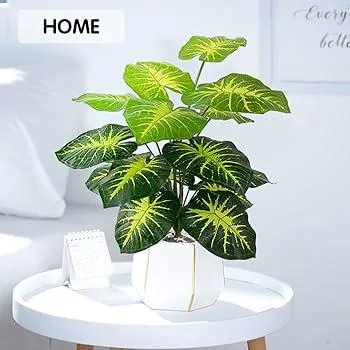 Is the Monstera Deliciosa Plant Safe for Cats? What You Need to Know About Letting Kitties Near Your Monsteras photo 3