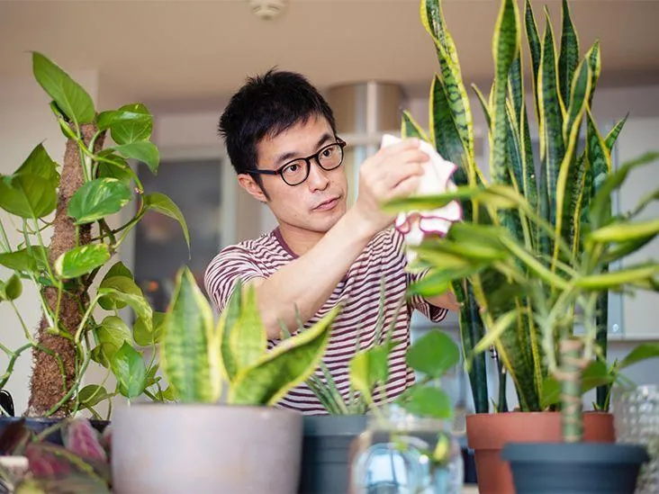 Guide to Popular Houseplants and Indoor Trees – Learn About Plants That Can Grow Inside Your Home photo 2