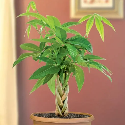 5 Best Trees You Can Grow Indoors: Houseplant Trees for Every Season photo 4