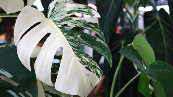 The Care and Growth Tips for Monstera Deliciosa Variegata Albo White image 2