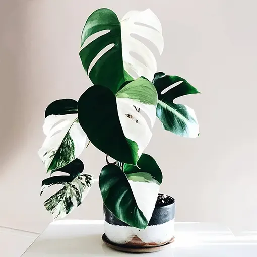 The Care and Growth Tips for Monstera Deliciosa Variegata Albo White image 3