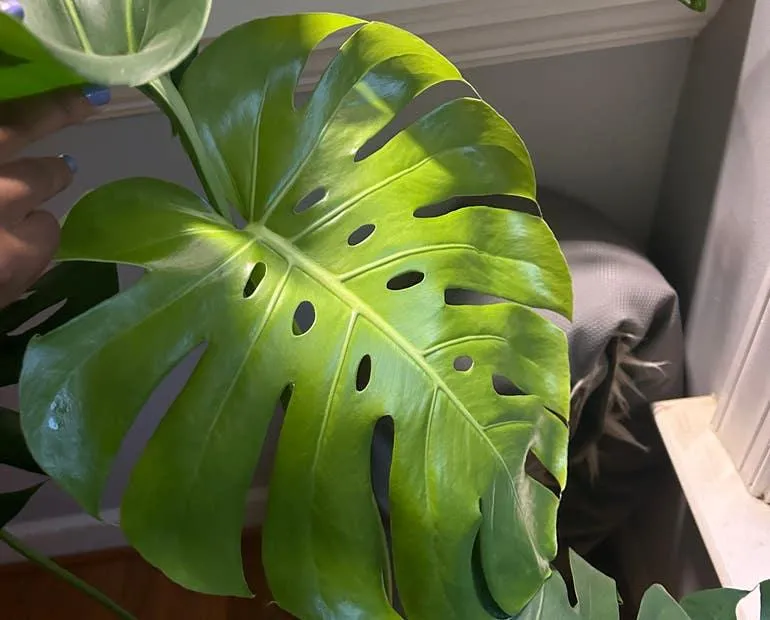 What You Need to Know About Monstera Deliciosa Yellow Variegated Plants: Care, Lighting, and Propagation Tips photo 3
