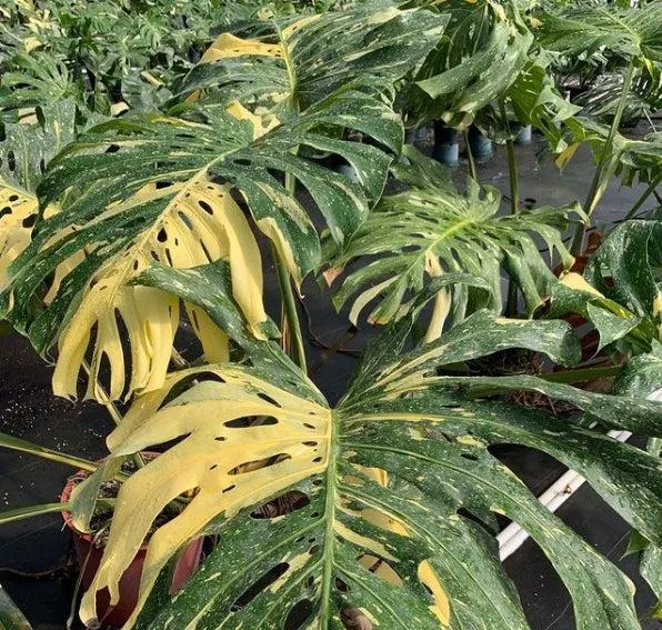 What You Need to Know About Monstera Deliciosa Yellow Variegated Plants: Care, Lighting, and Propagation Tips photo 4