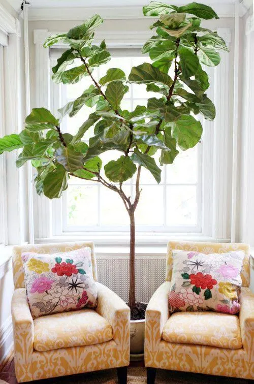 Best Indoor Trees to Green up Your Home photo 0