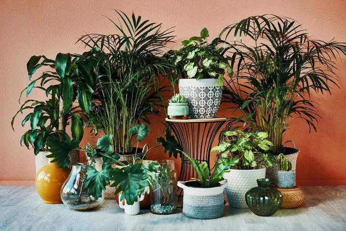 How to Select and Care for Tropical Plants for Your Home or Garden image 3