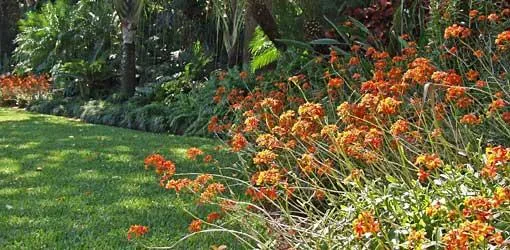 How to Select and Care for Tropical Plants for Your Home or Garden image 4