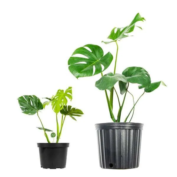 Watch Your Monstera Leaf Slowly Unfurl Into a Beautiful Plant photo 3