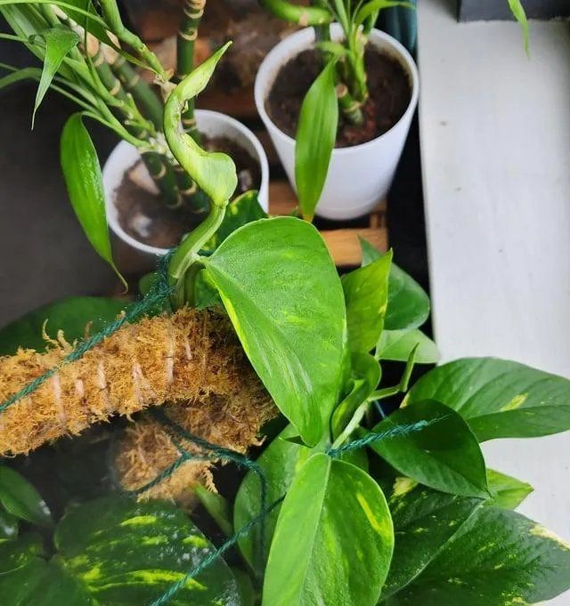 Watch Your Monstera Leaf Slowly Unfurl Into a Beautiful Plant photo 4