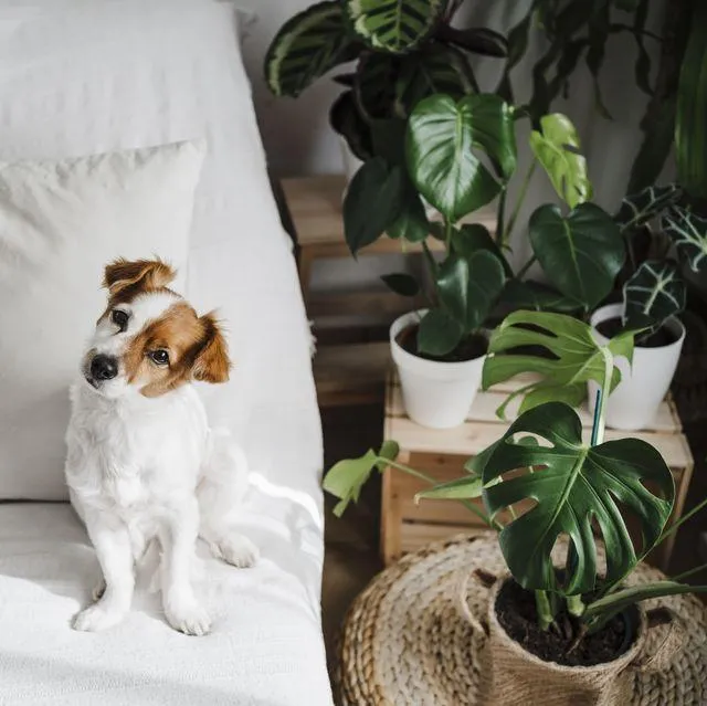 Is Your Monstera Plant Pet Friendly? Safety Tips for Curious Cats and Dogs image 2