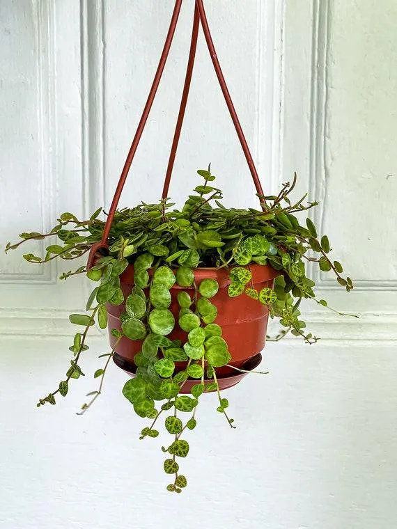 Best Hanging Plants for Any Space: Types of Vining and Trailing Indoor Plants photo 3