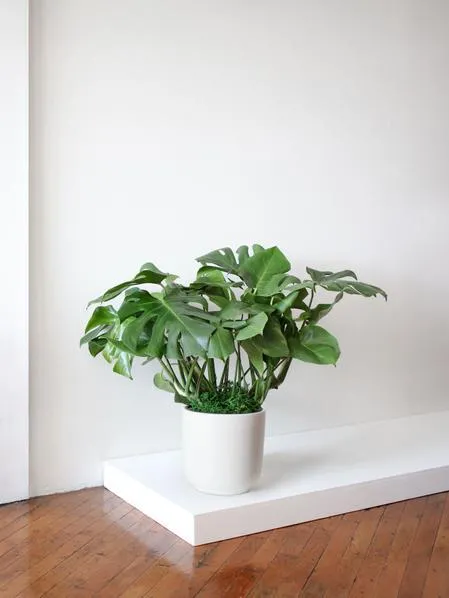 How To Keep Your Monstera Plant Safe From Your Playful Pup image 4