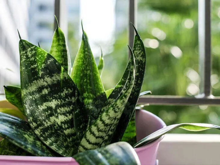 Top 10 Indoor Plant Types: Names, Care Instructions, and Pictures photo 4