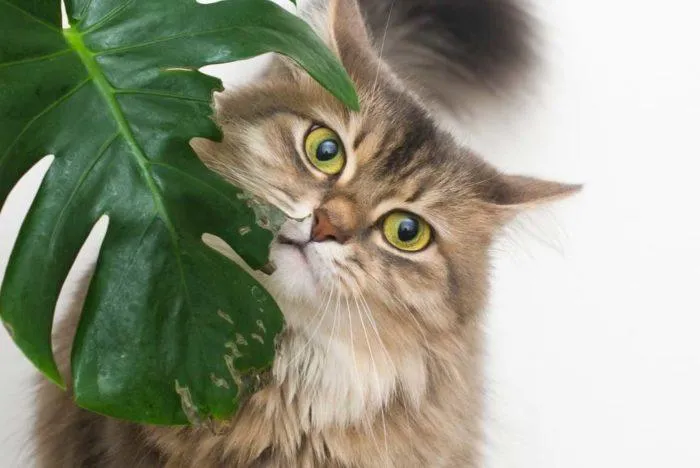 Is Your Monstera Plant Safe for Cats? What You Need to Know About Keeping Monsteras and Cats Together image 4