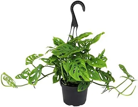 Is Monstera Safe for Dogs? A Guide to Keeping Your Pet Safe from Houseplants image 2