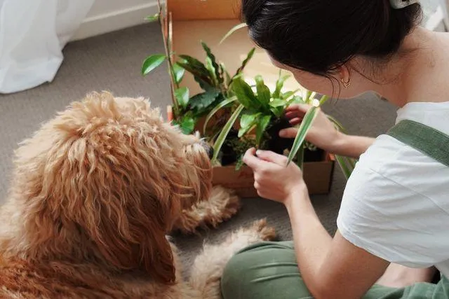 Is Monstera Safe for Dogs? A Guide to Keeping Your Pet Safe from Houseplants image 4