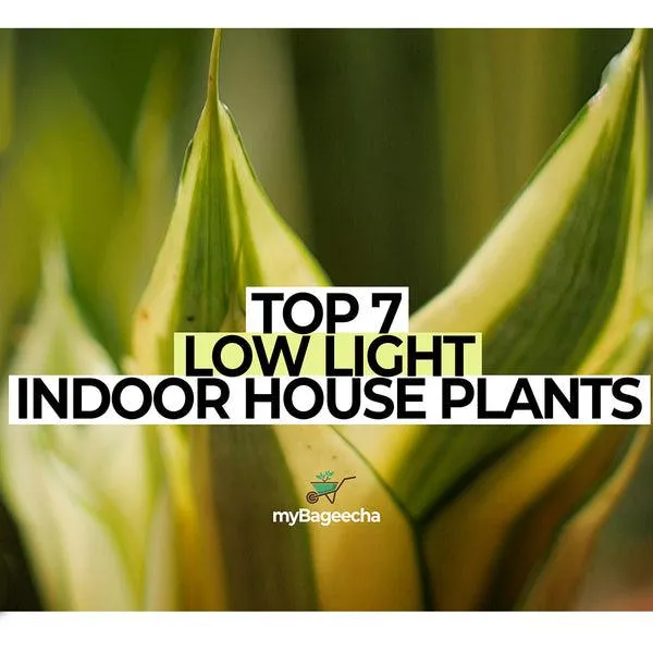 Top 10 Underrated Indoor Houseplants to Add Personality to Your Home image 4