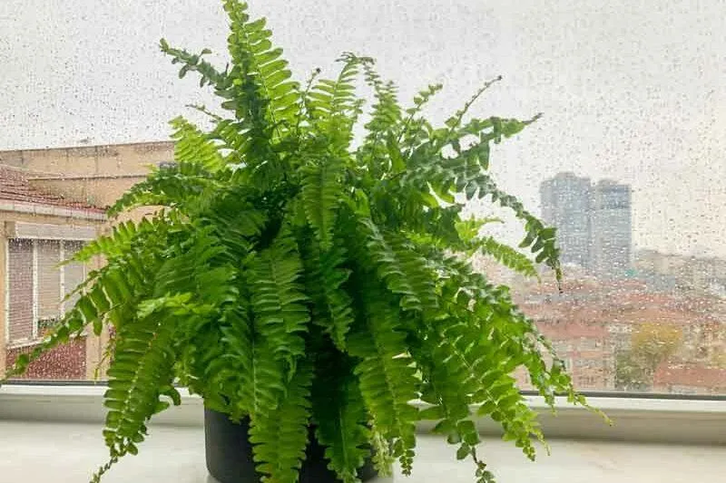 Is Nephrolepis Exaltata (Boston Fern) Safe for Cats? What to Know About Keeping Boston Ferns With Cats image 2