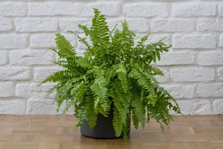 Is Nephrolepis Exaltata (Boston Fern) Safe for Cats? What to Know About Keeping Boston Ferns With Cats image 4