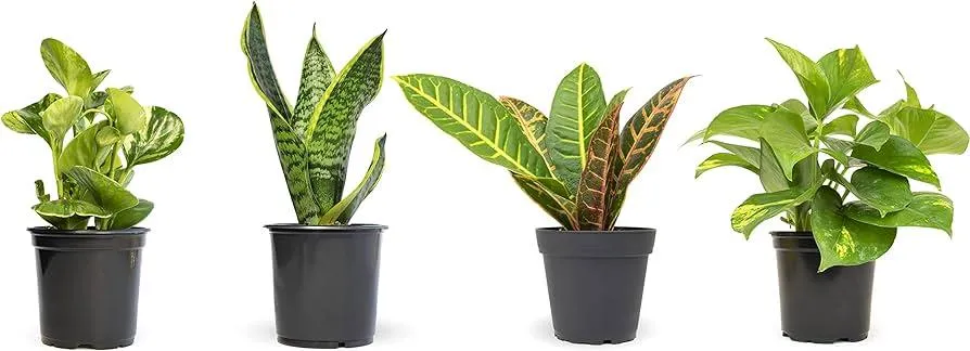 Unique Indoor Plants to Try Growing at Home: Low Maintenance Houseplants and Exotic Plant Options photo 2