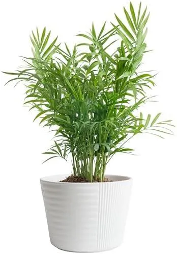 Unique Indoor Plants to Try Growing at Home: Low Maintenance Houseplants and Exotic Plant Options photo 4